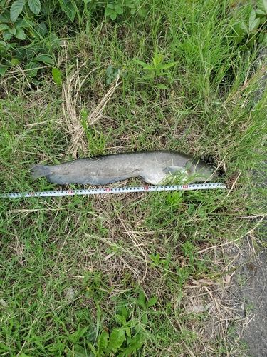 ナマズの釣果