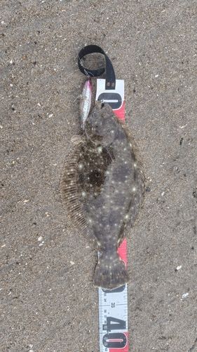 ソゲの釣果