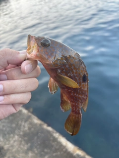 キジハタの釣果