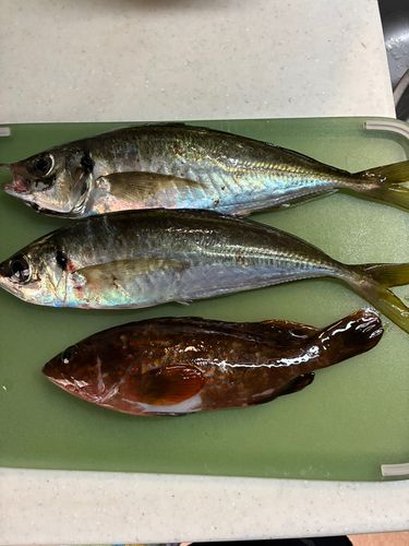 アジの釣果