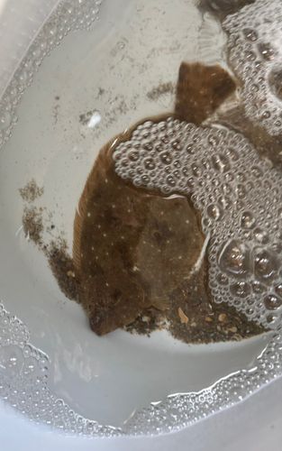ソゲの釣果