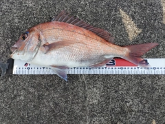 マダイの釣果