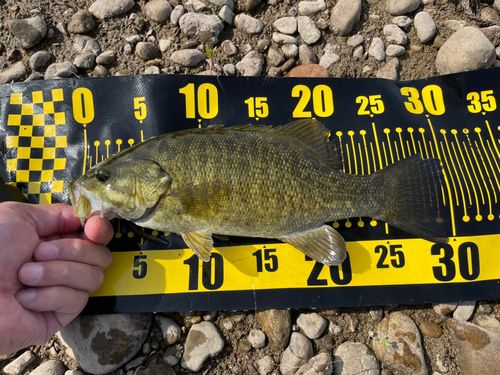スモールマウスバスの釣果