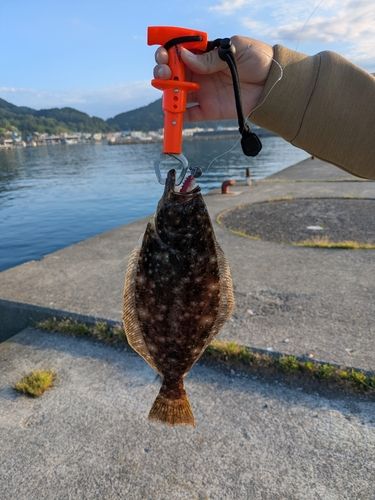 ソゲの釣果