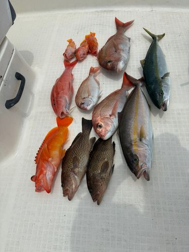 カンパチの釣果