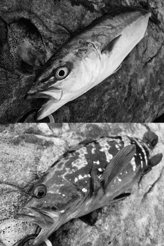 ハマチの釣果