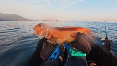 アカアマダイの釣果