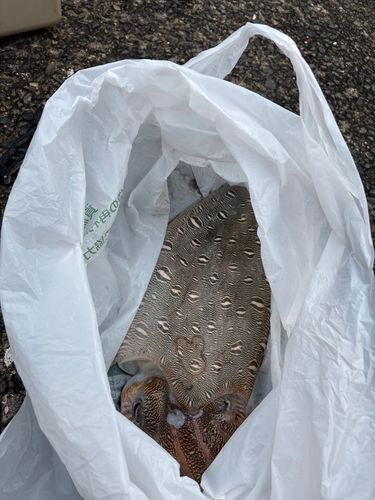 モンゴウイカの釣果