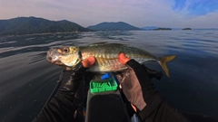 マアジの釣果
