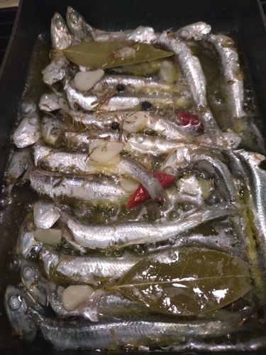 イワシの釣果