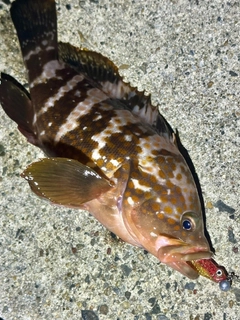キジハタの釣果