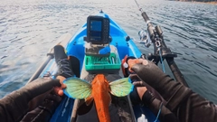 ホウボウの釣果