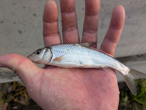 ニゴイの釣果