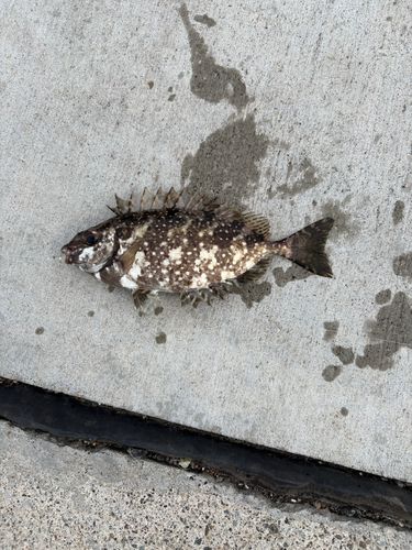 アイゴの釣果