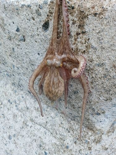 タコの釣果
