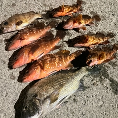 アコウの釣果