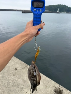 コウイカの釣果