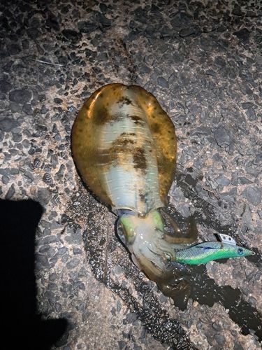 アオリイカの釣果