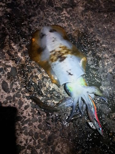 アオリイカの釣果
