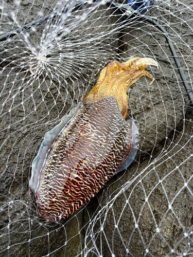 コウイカの釣果