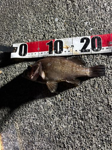 釣果
