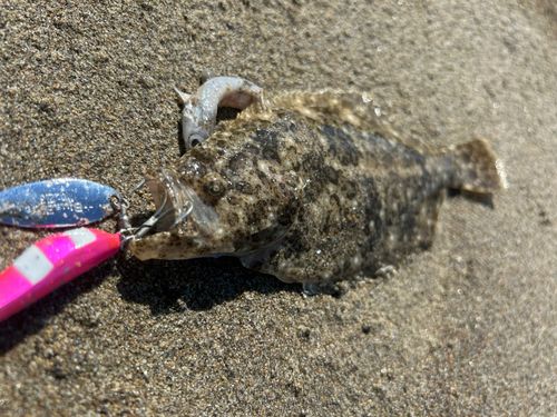 ヒラメの釣果