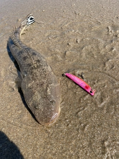 コチの釣果