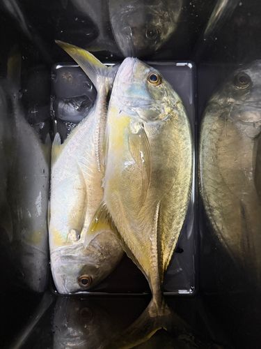 メッキの釣果