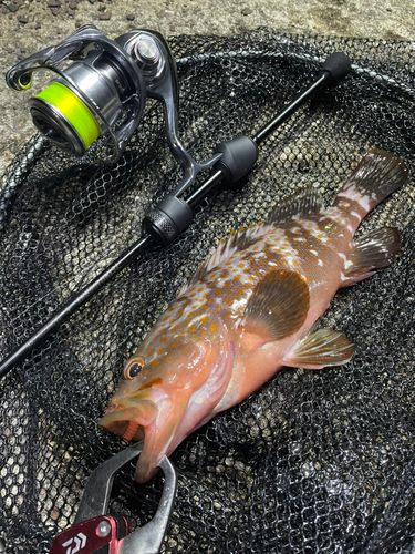 キジハタの釣果