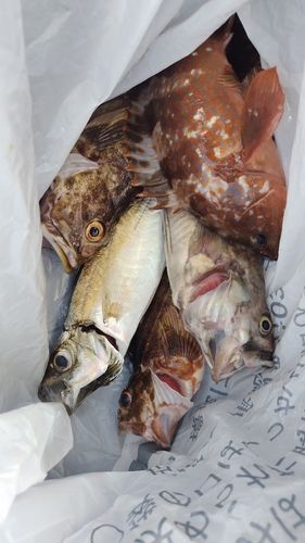 カサゴの釣果