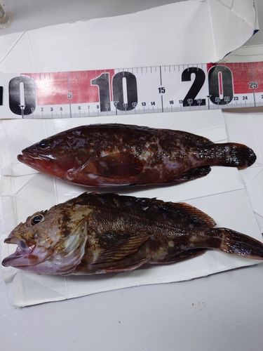 カサゴの釣果
