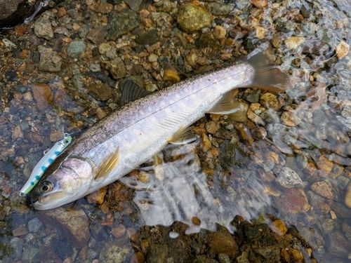 イワナの釣果