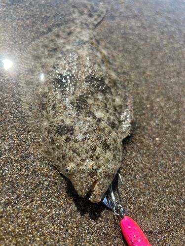 ヒラメの釣果