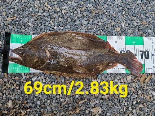 ヒラメの釣果