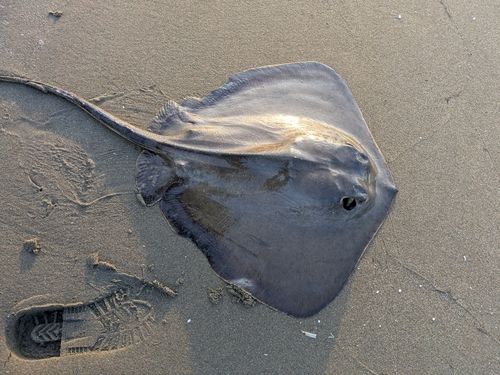 アカエイの釣果