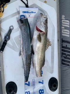サワラの釣果