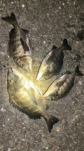 クロダイの釣果