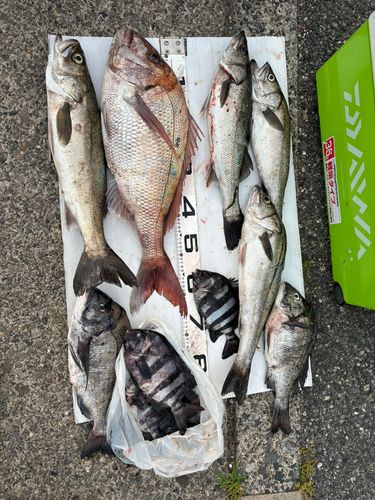 マダイの釣果