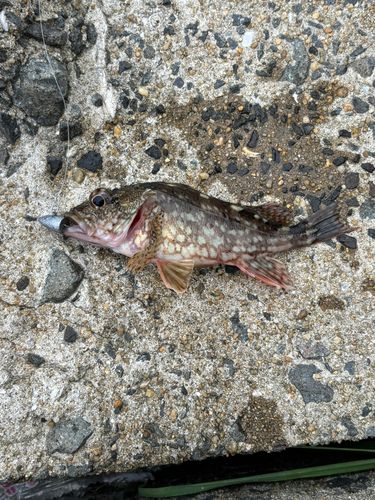 アラカブの釣果