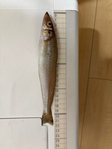 キスの釣果