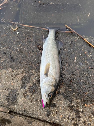 セイゴ（マルスズキ）の釣果