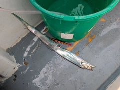 タチウオの釣果