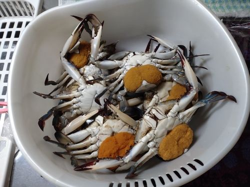 ワタリガニの釣果