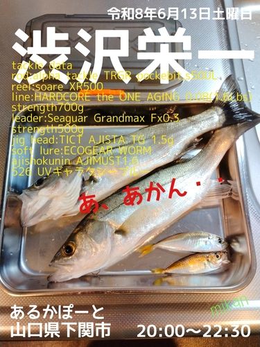 アジの釣果