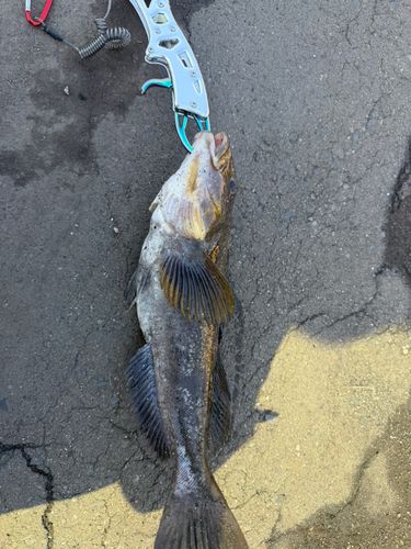 アイナメの釣果