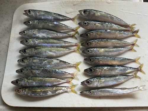 サバの釣果
