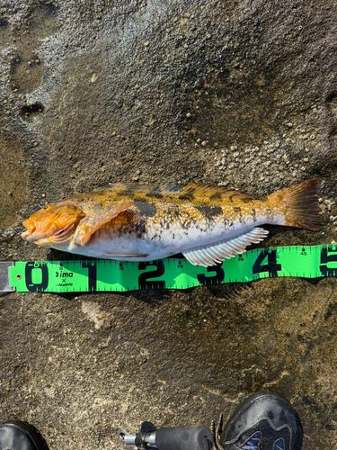 アイナメの釣果