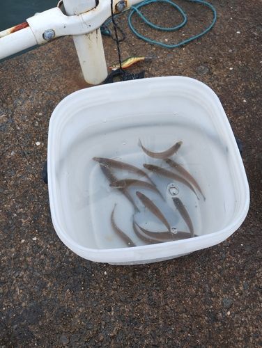シロギスの釣果