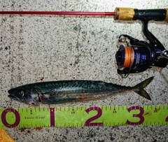 サバの釣果