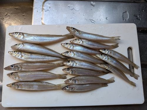 キスの釣果